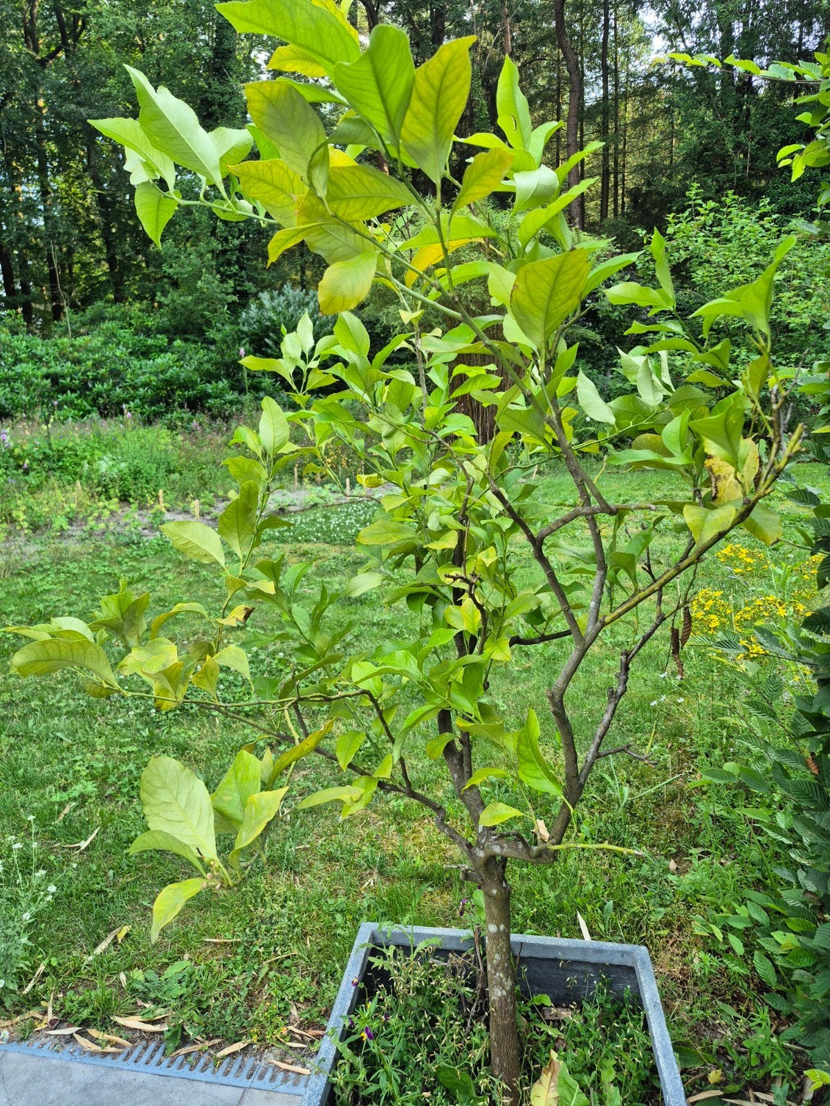Sinaasappelboom en grote citroenboom, Ophalen, Overige soorten, Volle zon