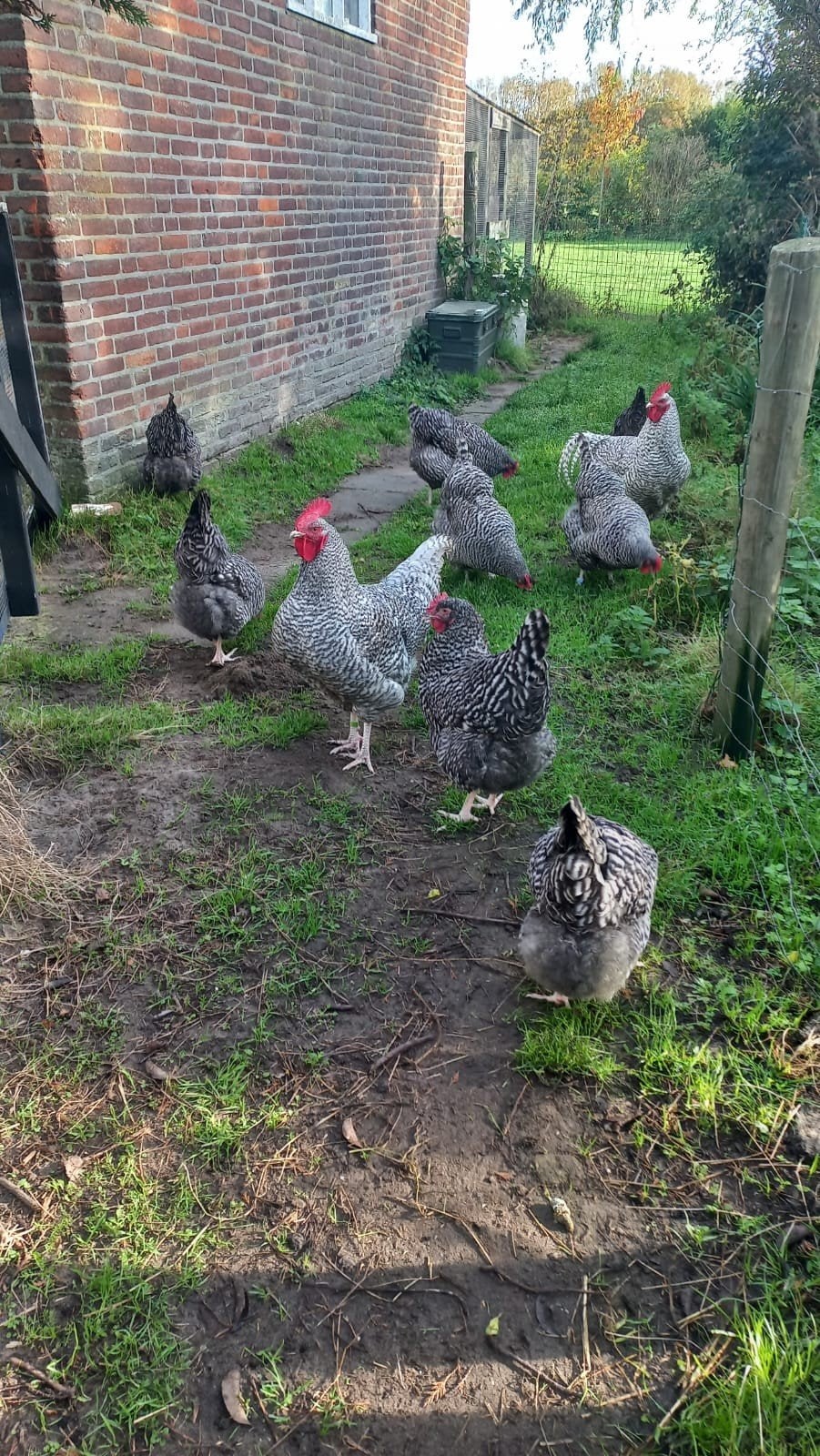 Broedeieren van de noord Hollandse blauwe, Dieren en Toebehoren, Pluimvee, Geslacht onbekend, Kip