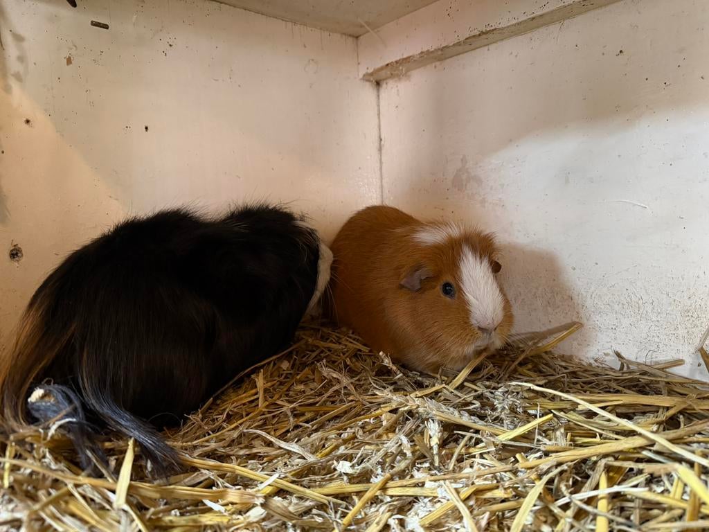 Mooi caviaduo gratis, Dieren en Toebehoren, Knaagdieren, Cavia, Juni, Mannelijk, Tam