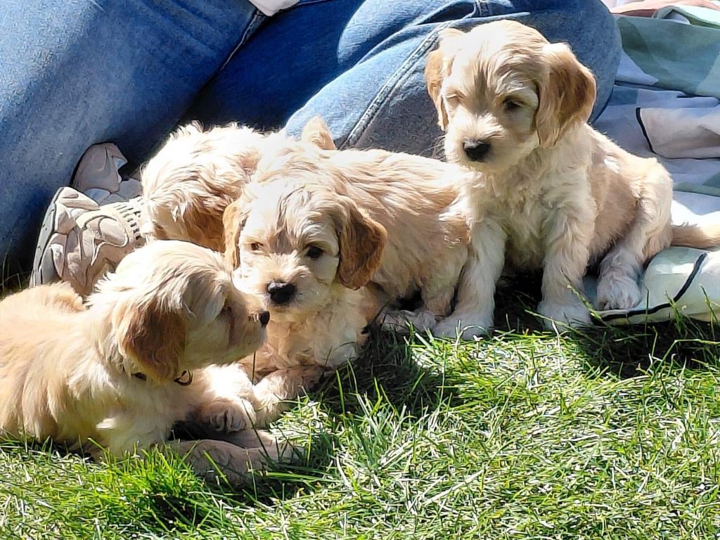 Lieve Kruising Labradoodle pups te koop!, Parvo, Overige rassen, 8 tot 15 weken, Meerdere