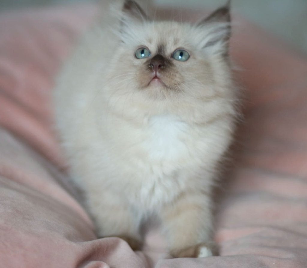 Prachtige Ragdoll kittens te koop, Meerdere dieren, Ontwormd, 0 tot 2 jaar