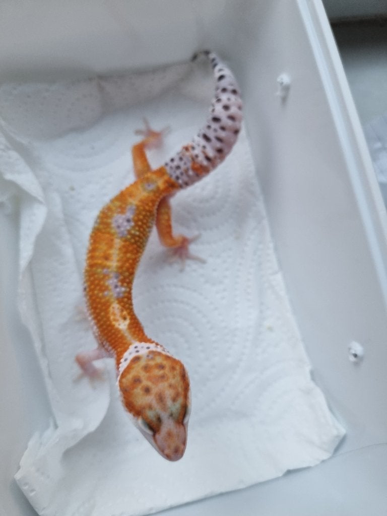 1.0 purple head x w&y bell albino luipaardgekko Leopard Gecko - male for sale from Snakesnballoons