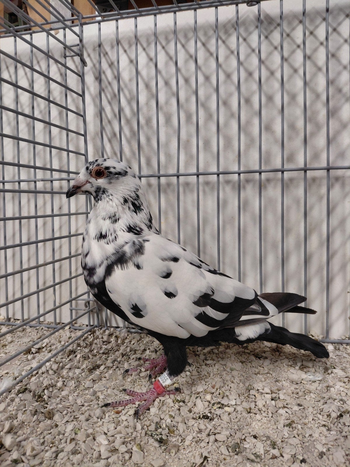 postduif scherens vangramberen, Dieren en Toebehoren