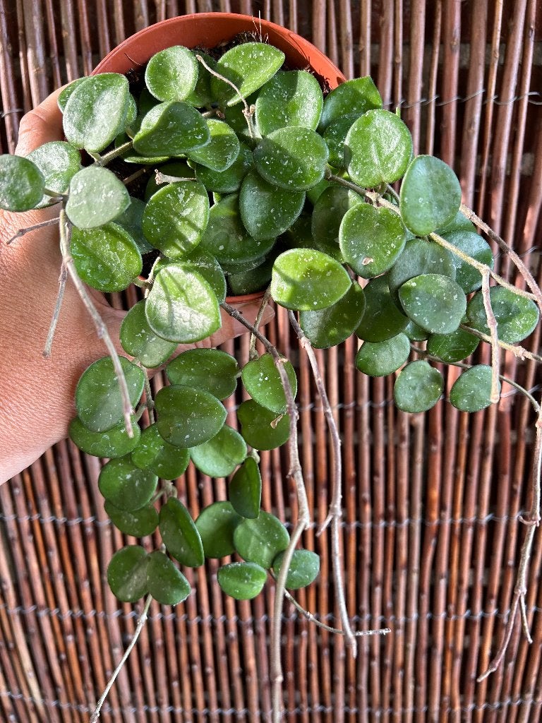 Hoya Mathilde splash🪴, Huis en Inrichting, Kamerplanten, In pot, Minder dan 100 cm, Bloeiende kamerplant, Halfschaduw