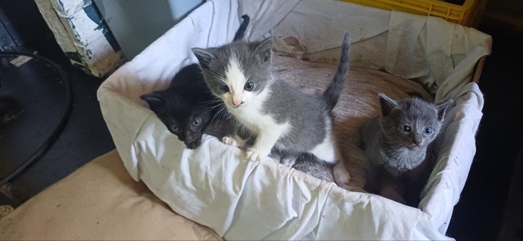 Lieve mooie kittens!, Dieren en Toebehoren, Katten en Kittens | Overige Katten, Meerdere dieren
