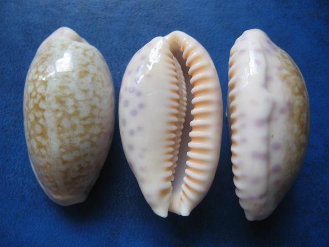 Schelpen: Cypraea chinensis Gmelin gem 30-37mm, Verzenden, Schelp(en)