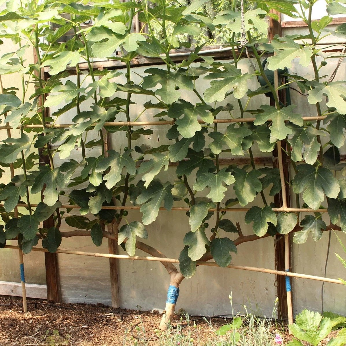 Vijgen op lei te koop, Tuin en Terras, Planten | Tuinplanten, Ophalen of Verzenden
