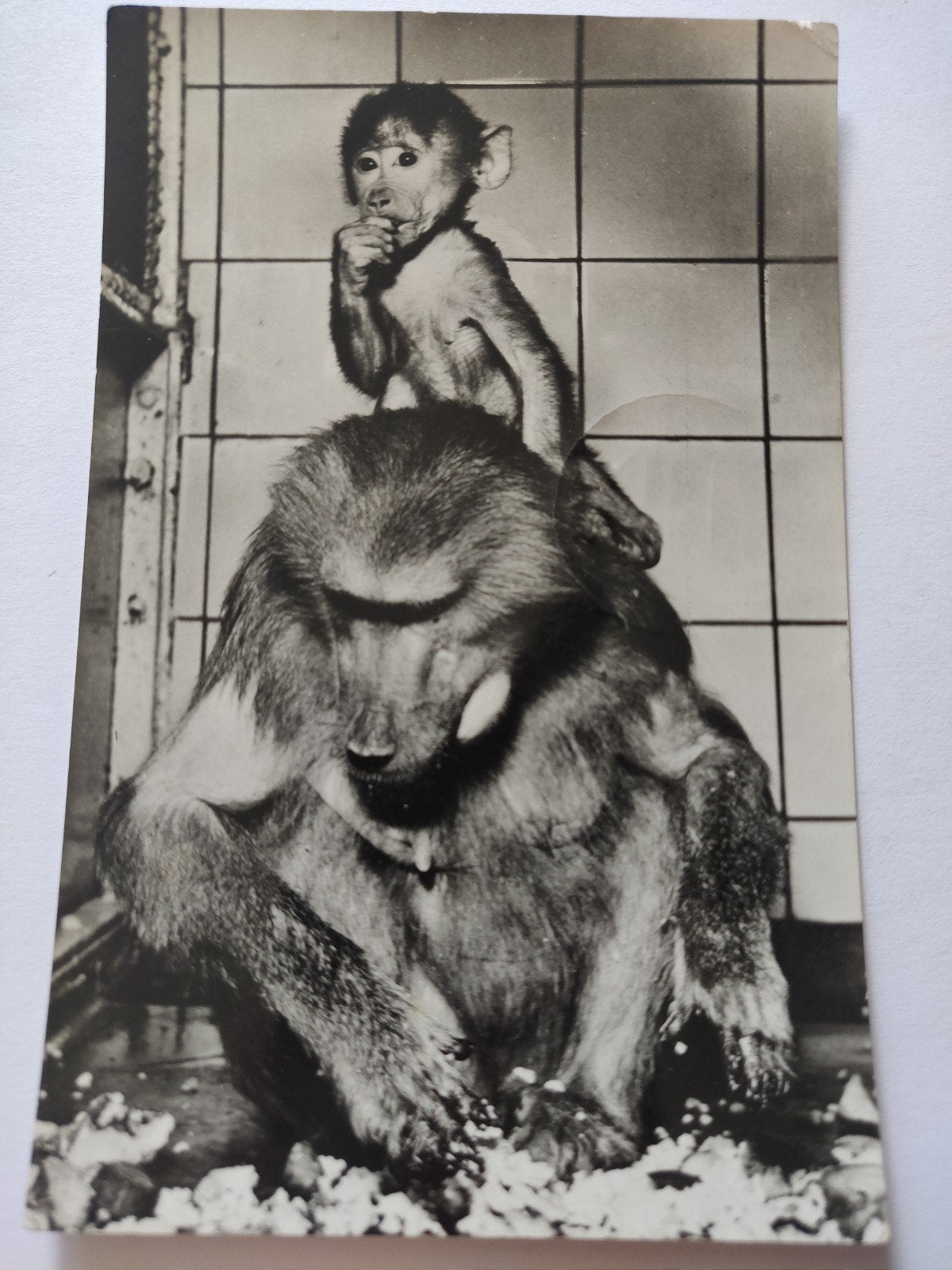 c2095 artis, Ophalen of Verzenden, 1920 tot 1940