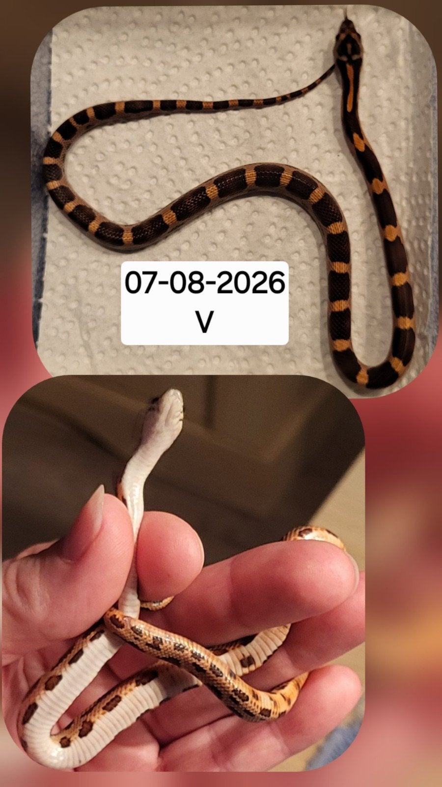 Jonge rattenslangen/korenslangen Corn Snake photo 14