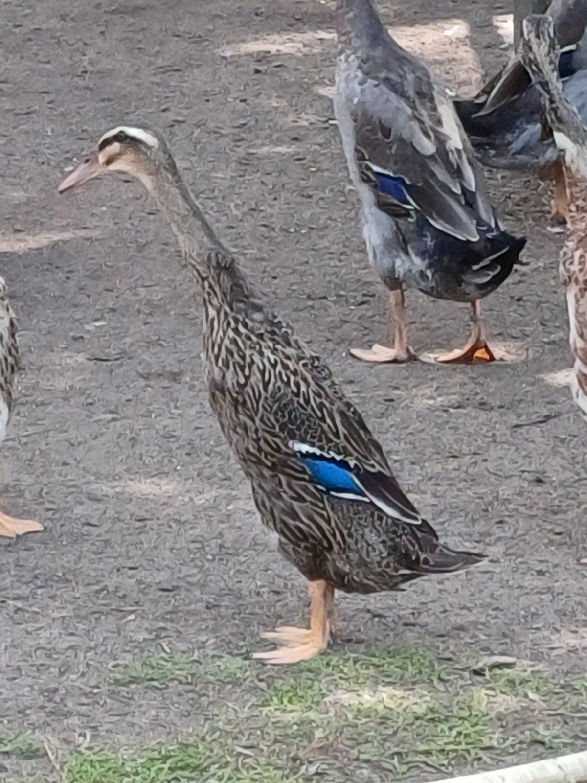 loopeenden, Dieren en Toebehoren, Meerdere dieren, Eend
