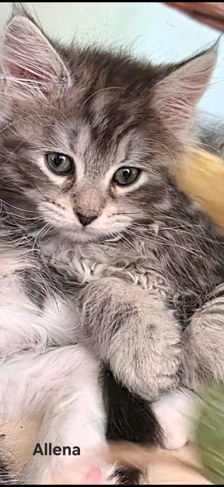 Maine Coon kittens met stamboom, chip, ouders getest, Meerdere dieren, Met stamboom, 0 tot 2 jaar