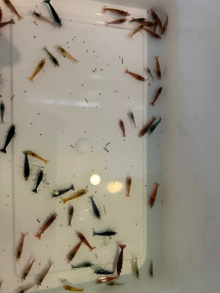 Uitgeselecteerde mix garnalen, Kreeft, Krab of Garnaal, Zoetwatervis