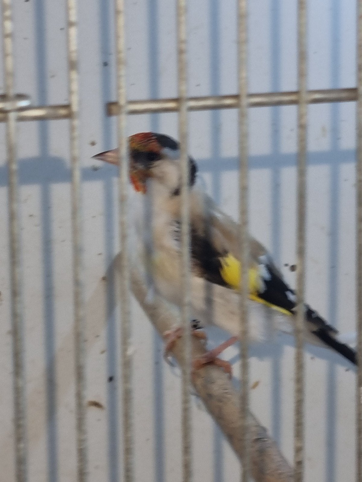 Tekoop koppel putter, Dieren en Toebehoren, Vogels | Overige Vogels, Meerdere dieren, Wildzangvogel
