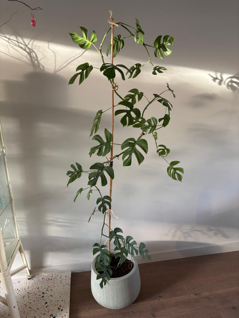 Monstera op zoek naar nieuwe eigenaar - Den Bosch, Tuin en Terras, Vaste plant, Bloeit niet, Halfschaduw, Ophalen