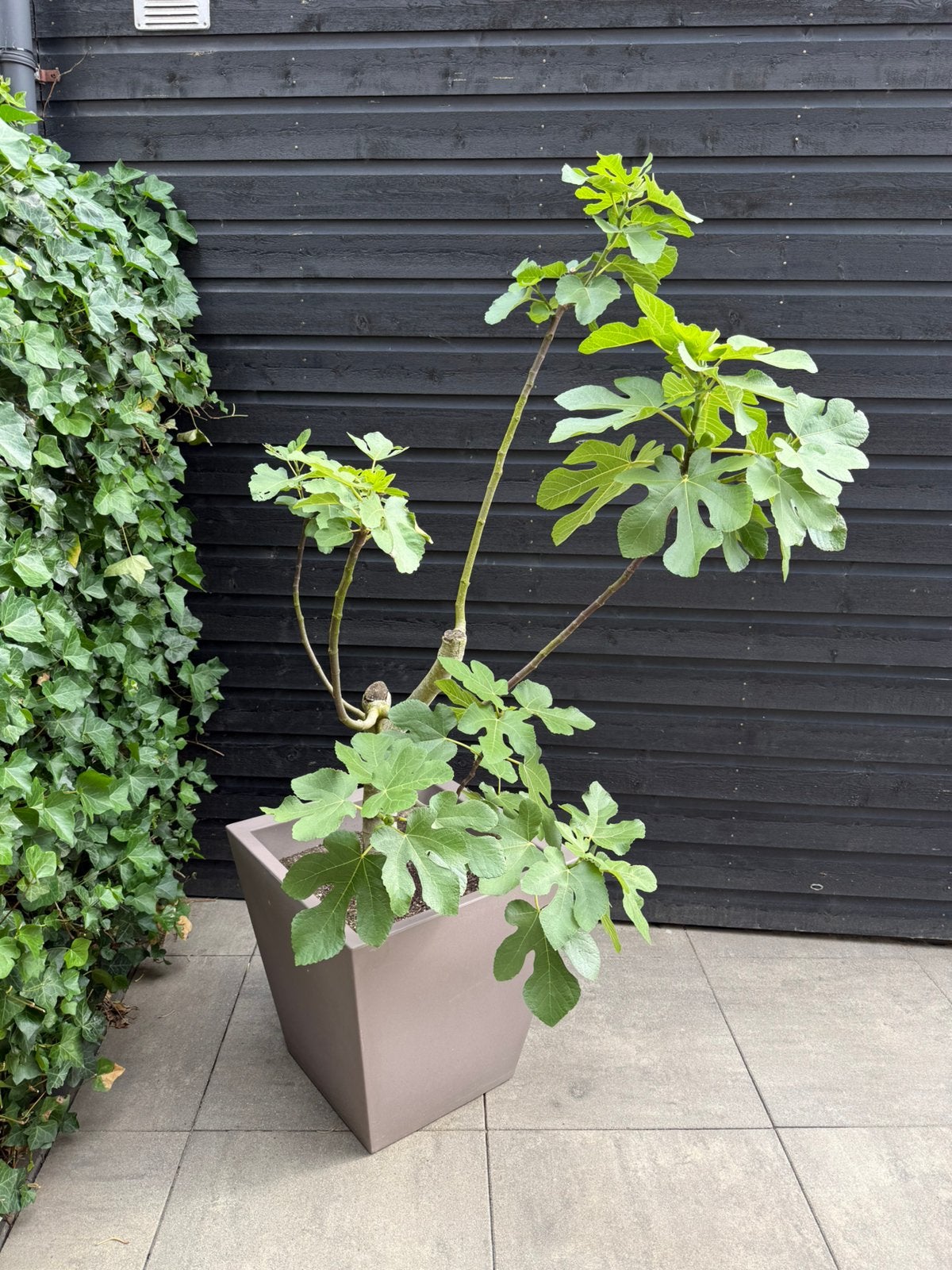 Vijgenboom, Tuin en Terras, Ophalen, Halfschaduw, Overige soorten, 100 tot 250 cm