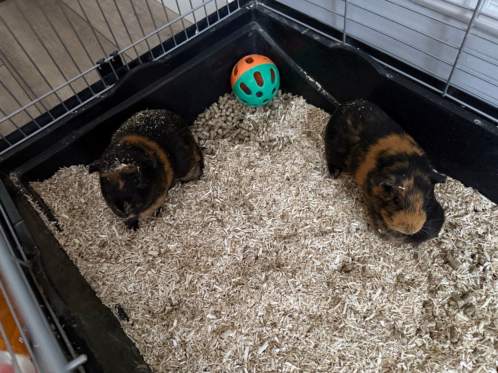 2 cavia’s aangeboden, Cavia, Mannelijk, November, Tam