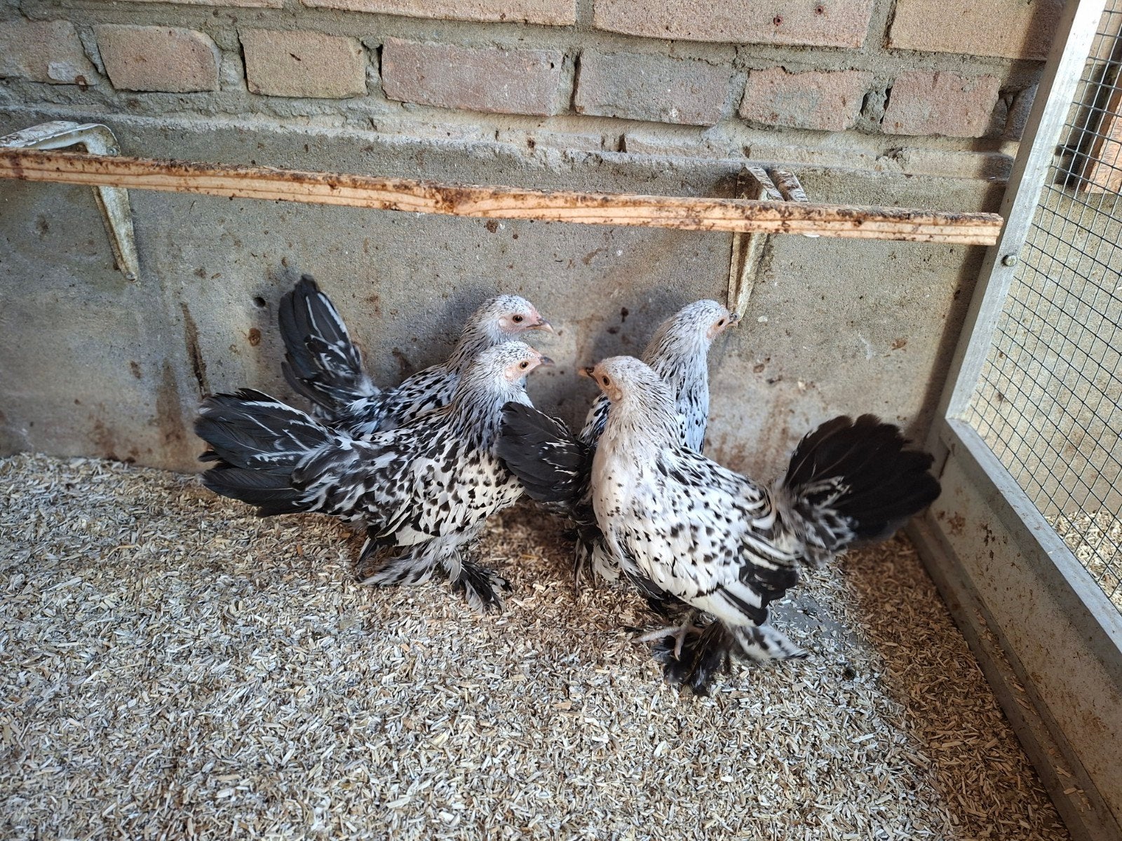2 hennetjes Ned. Sabelpootkriel, Vrouwelijk, Kip
