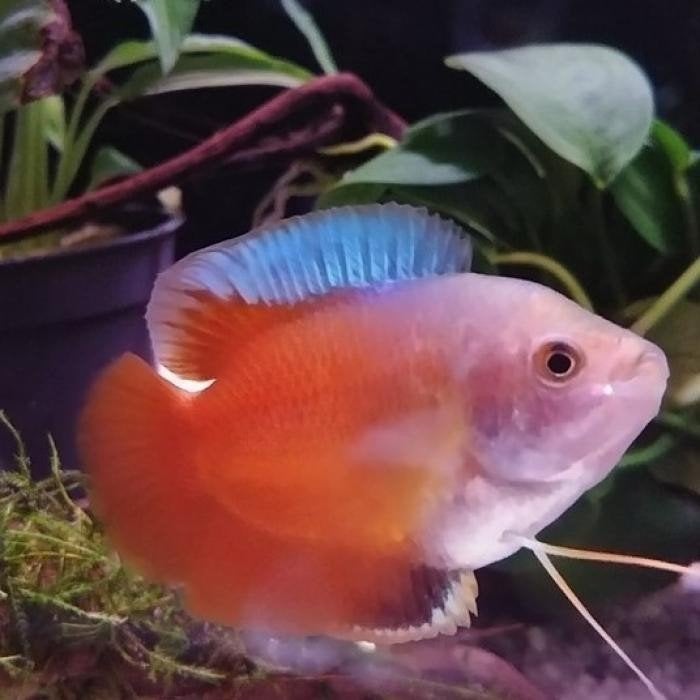 Colisa lalia, Dieren en Toebehoren, Vis