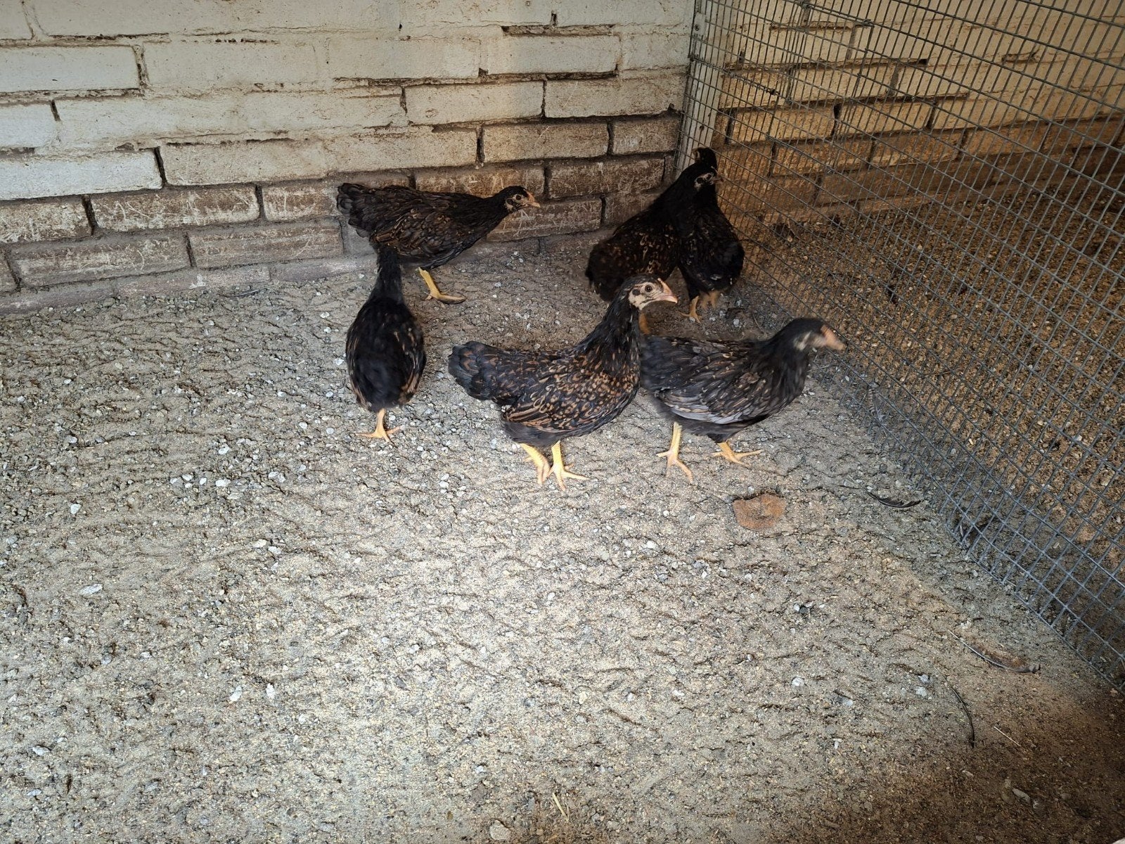 Barnevelder kriel hennen, Dieren en Toebehoren, Vrouwelijk, Kip