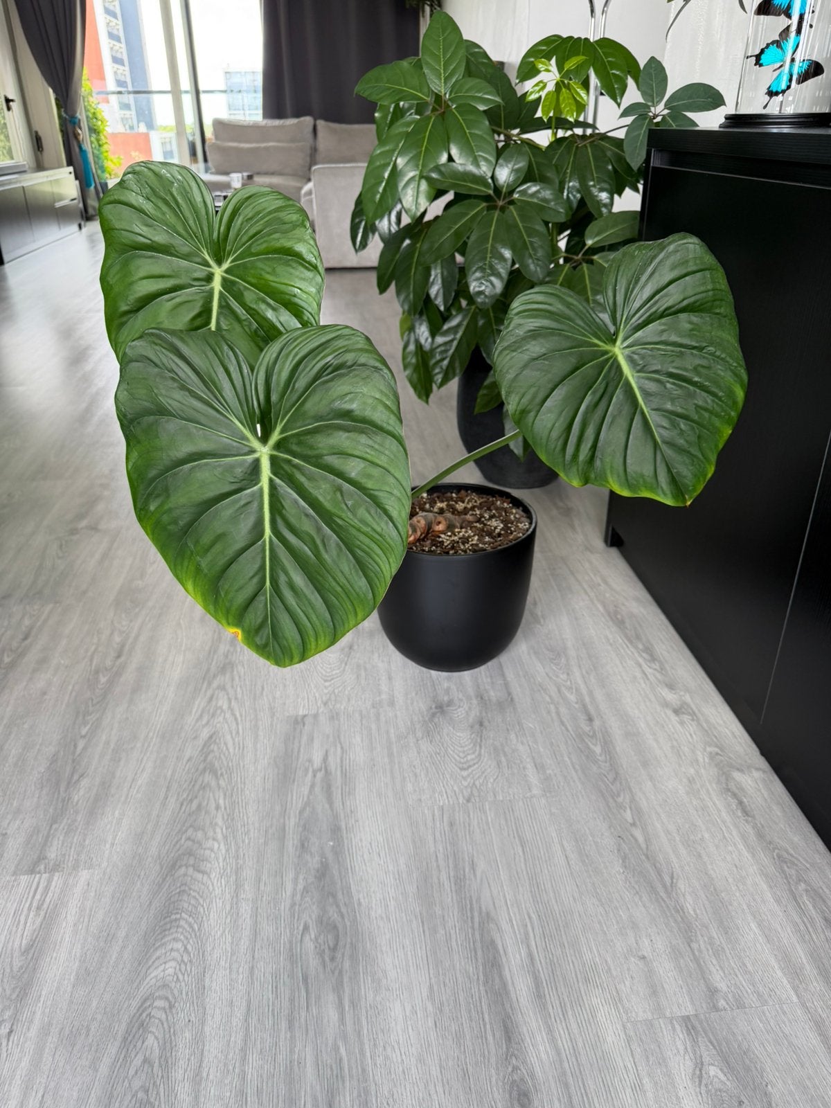 Philodendron dean mc dowell, Ophalen, Halfschaduw, Minder dan 100 cm