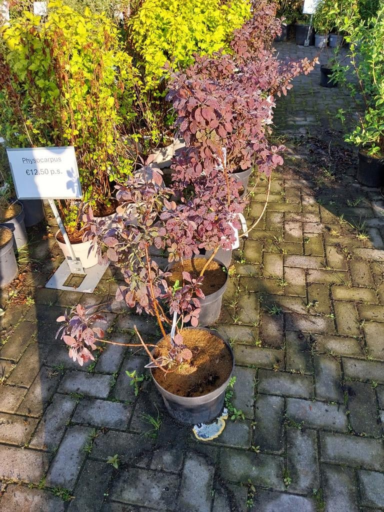Cotinus coggygria 'Royal Purple' - Pruikenboom, Volle zon, Vaste plant, Zomer, Ophalen