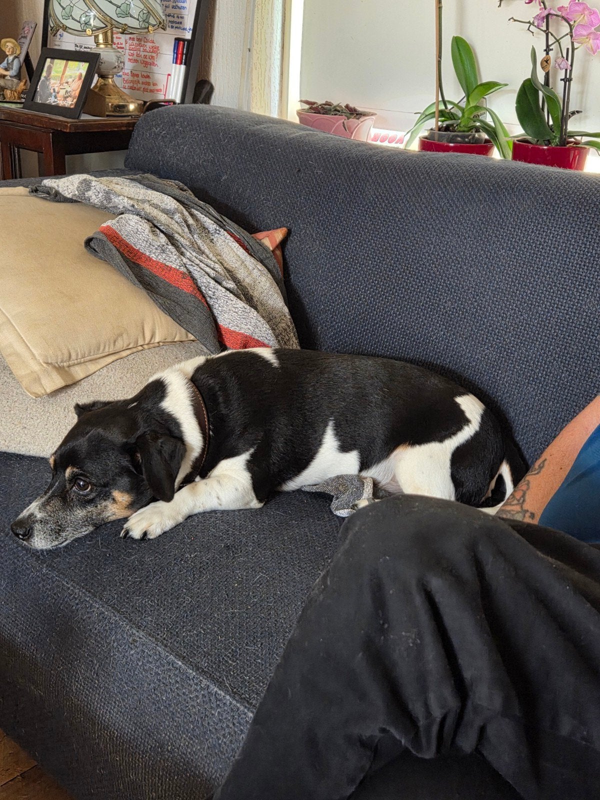 Gouden mandje gezocht voor tommy, 6 jaar of ouder, Jack Russell Terriër, Reu, Parvo