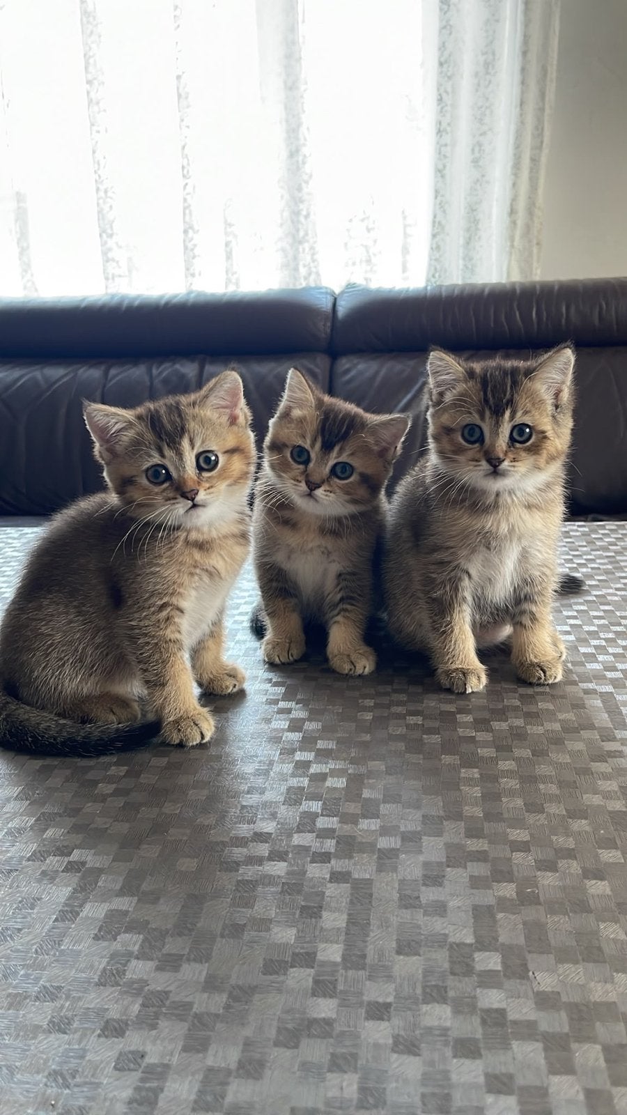 Britse korthaar kittens 9 weken oud, Dieren en Toebehoren