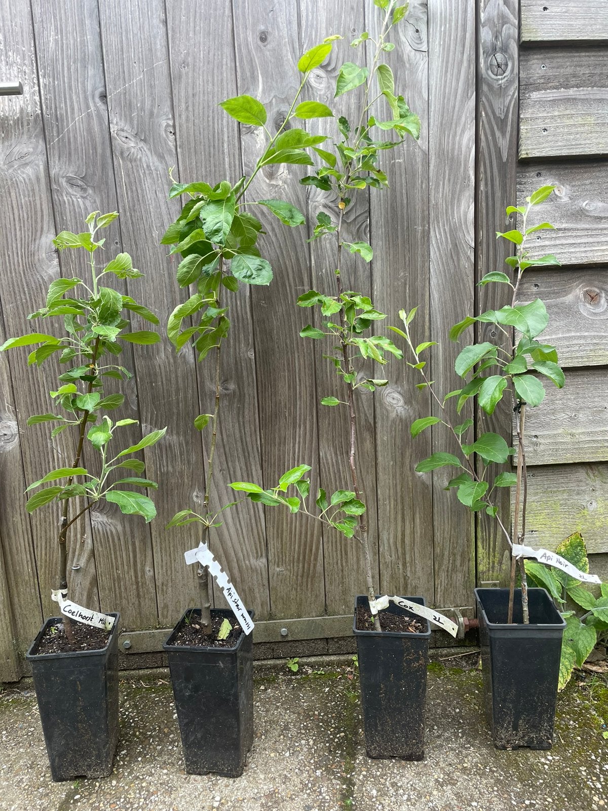 Geënte fruitboompjes in hoge pot, Tuin en Terras, Planten | Fruitbomen, Ophalen, Minder dan 100 cm, Appelboom, Lente