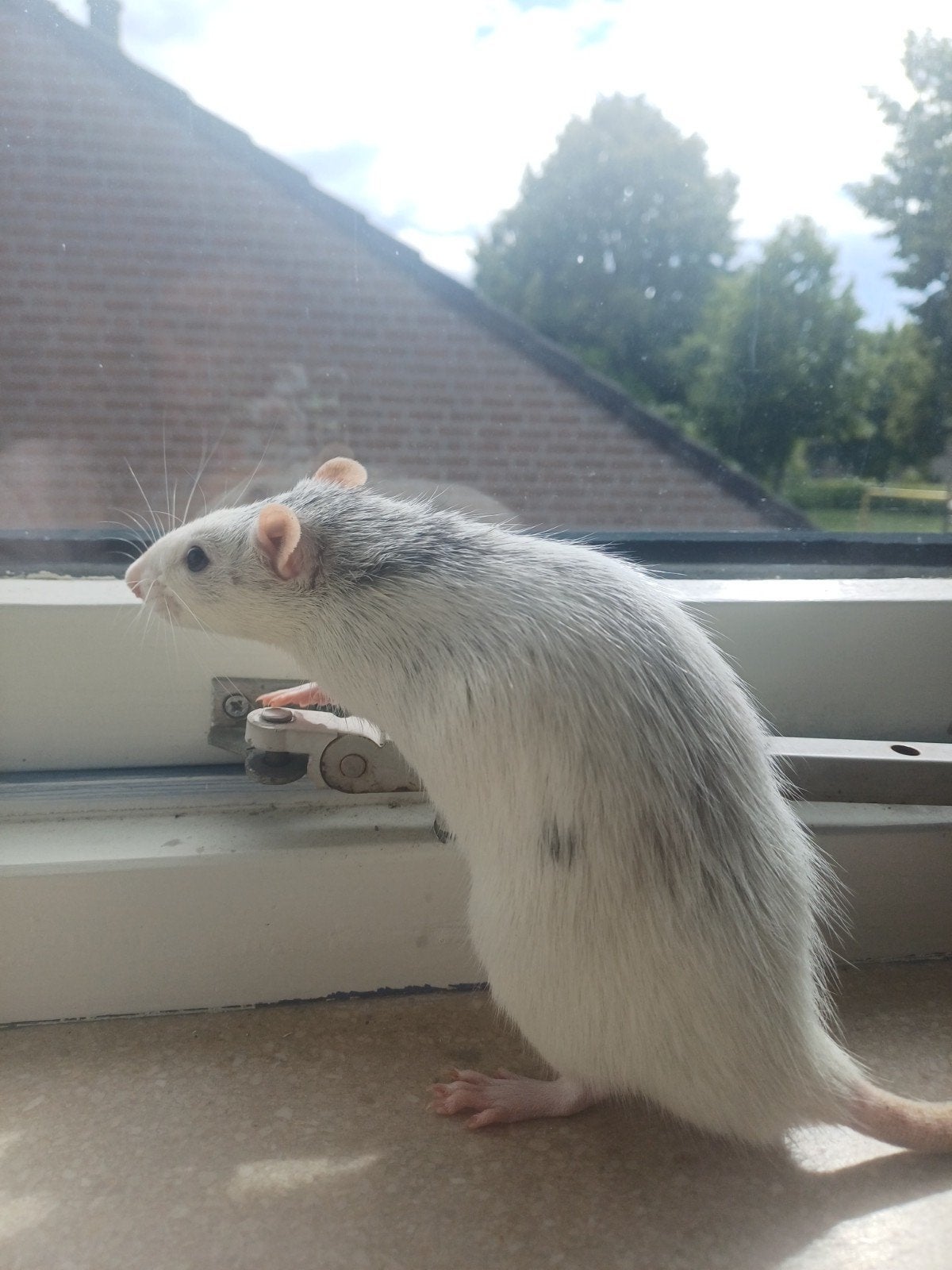 2 tamme mannen ratten, Dieren en Toebehoren, Knaagdieren, Rat, Februari, Mannelijk, Tam