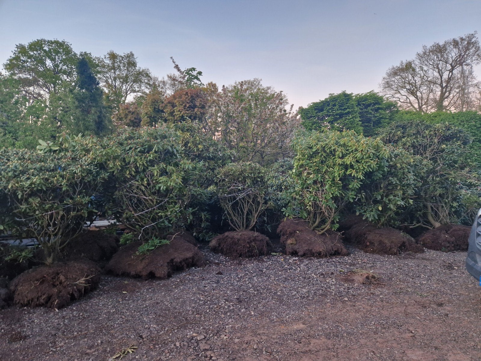 XXL Rhododendrons: Vraag naar mogelijkheden en prijzen, Tuin en Terras, Vaste plant, Halfschaduw, Lente, Ophalen