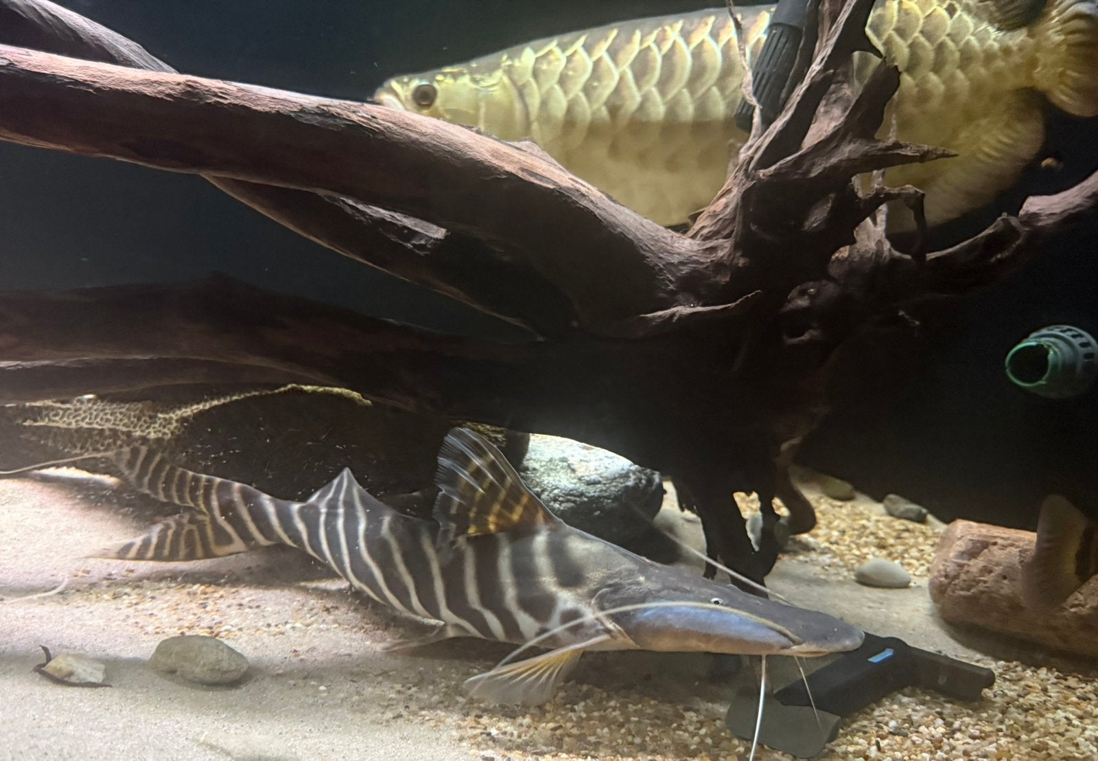Puntgave tigrinus meerval, Dieren en Toebehoren, Vis