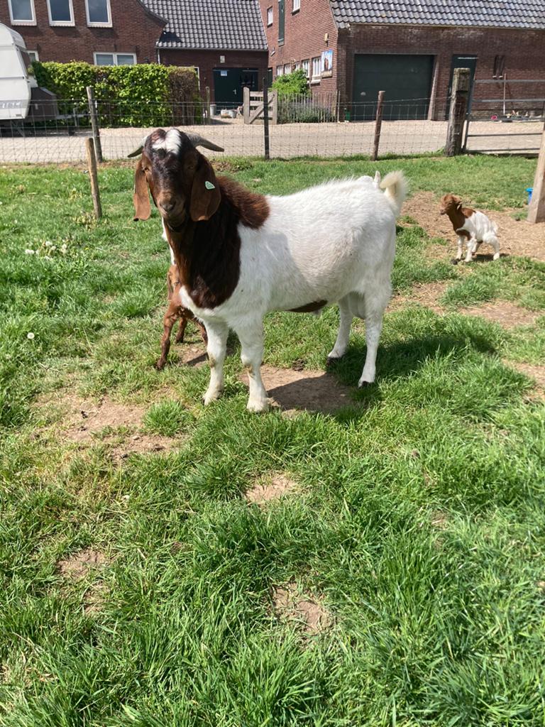 Te koop boergeit boerbok, Dieren en Toebehoren, Mannelijk, Geit