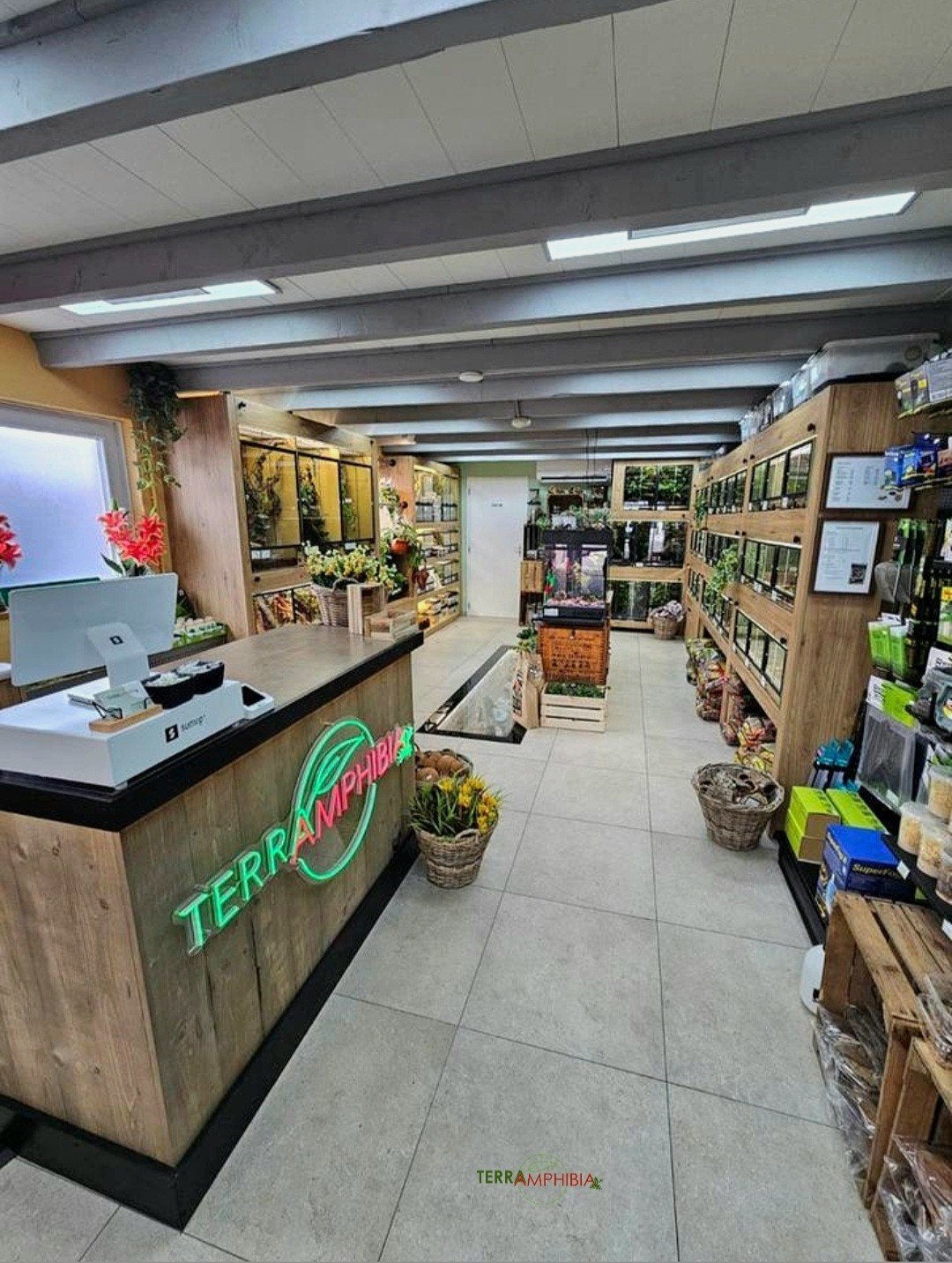 Bezoek nu onze Showroom in Echt‼️ Reptielen/amfibieën/Meer‼️, Dieren en Toebehoren, Reptielen en Amfibieën