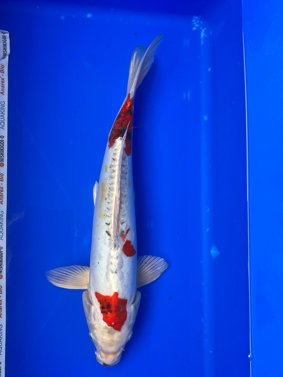 Doitsu Kikusui, Karper of Koi