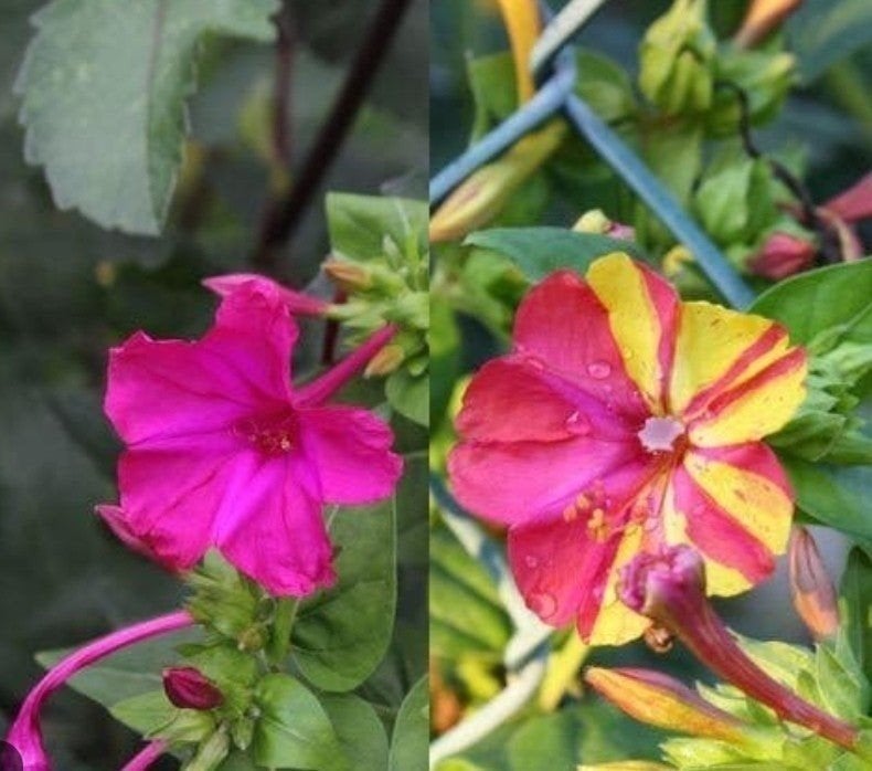 Gratis Mirabilis jalapa - Wonderbloem (diverse kleuren), Vaste plant, Halfschaduw, Zomer, Ophalen