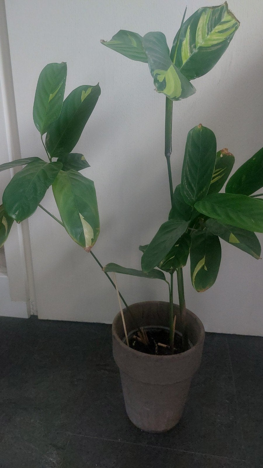 calathea golden mosaic, Ophalen of Verzenden, Halfschaduw, Minder dan 100 cm