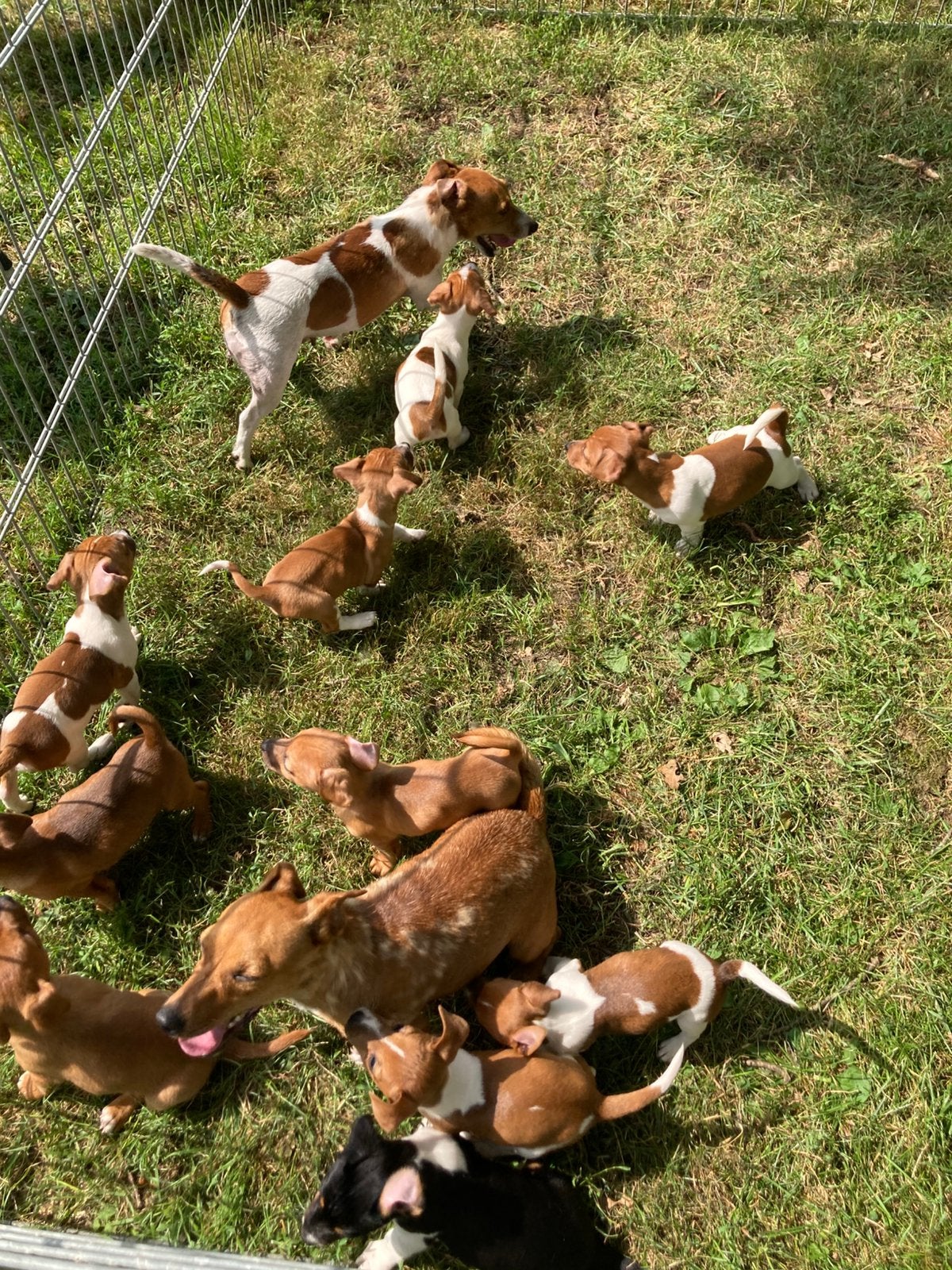 Prachtige jack Russell pups, Dieren en Toebehoren, Parvo, Jack Russell Terriër, 8 tot 15 weken, Meerdere