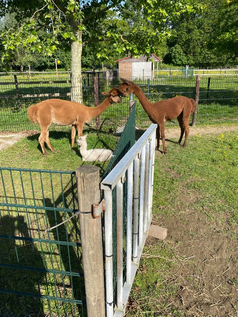 Alpaca June merrie AAB011098  met merrie veulen van dit jaar, Dieren en Toebehoren, Overige Dieren, Juni, Vrouwelijk