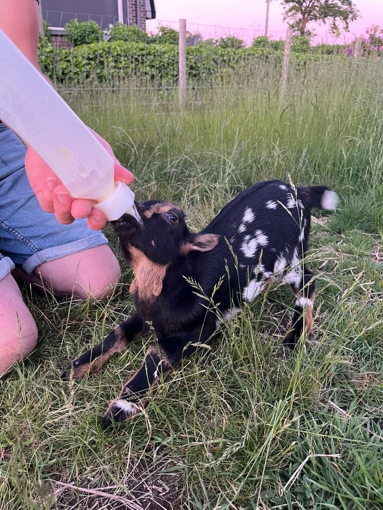 Black & Tan dwerggeit fles/leplammetjes 🐐, Dieren en Toebehoren, Vrouwelijk, Geit, 0 tot 2 jaar