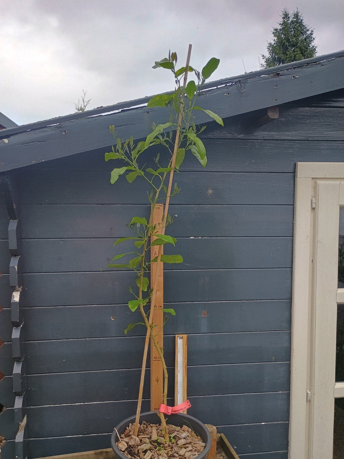 Citrus Volkameriana (Volkamer Citroenboom) - 1m50 hoog, Ophalen, Lente, Volle zon, In pot