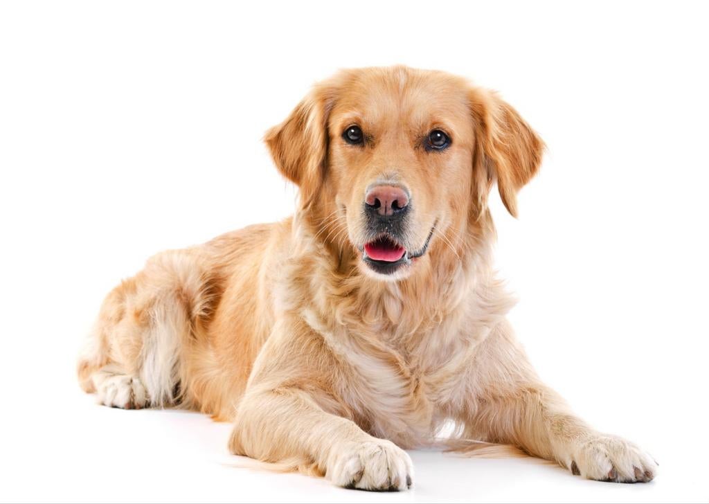 Honden oppas aangeboden