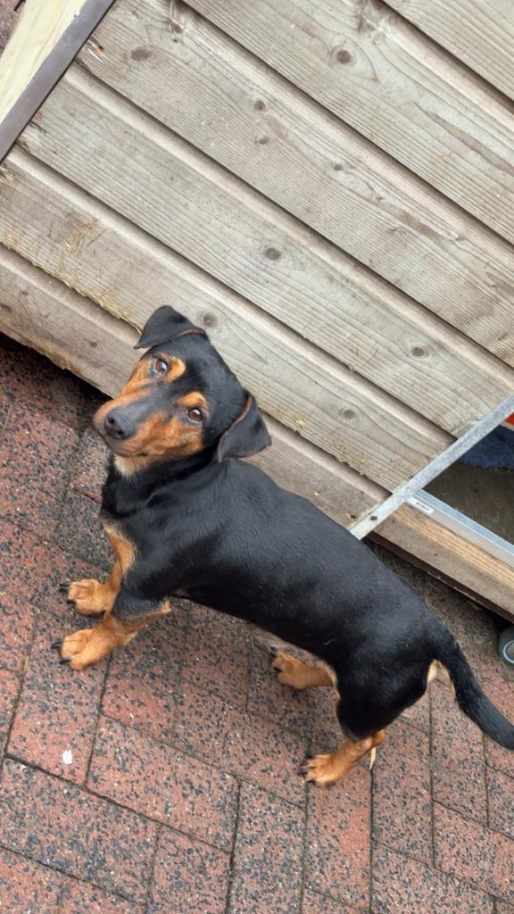 Jack russel DEKREU black en tan, 1 tot 2 jaar, Parvo, Eén hond, Nederland