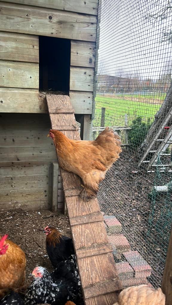 Broedeieren van de cochin kriel, Dieren en Toebehoren, Pluimvee, Geslacht onbekend, Kip