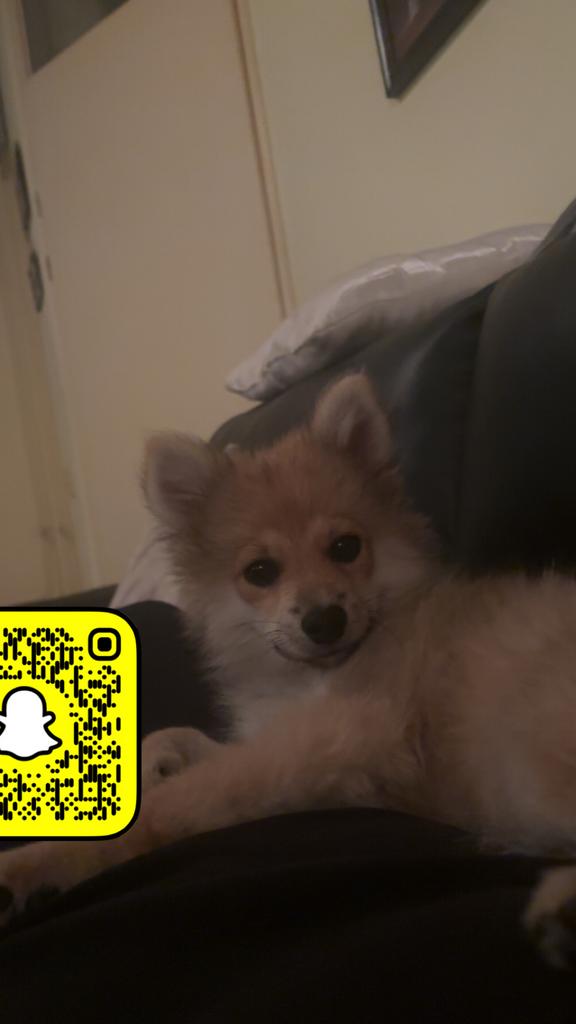 Mini keeshond/ pomeriaan bruin crème, Dieren en Toebehoren, Keeshond, 15 weken tot 1 jaar, Reu, Eén hond