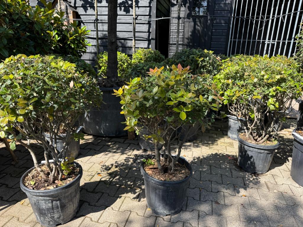 Meerstammige Quercus ilex - Meerstammige steeneik te koop!!!, Minder dan 100 cm, Zomer, Volle zon, In pot