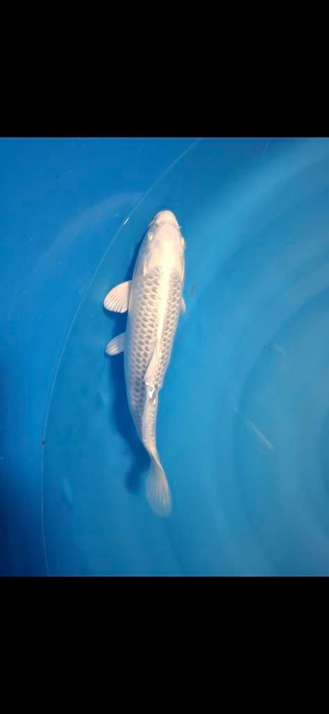 Platinum ogon koi karper