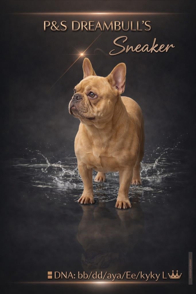 😍 bijzondere kleur Isabella gold dekreu Sneaker 😍, Particulier, Reu, Buitenland, Parvo