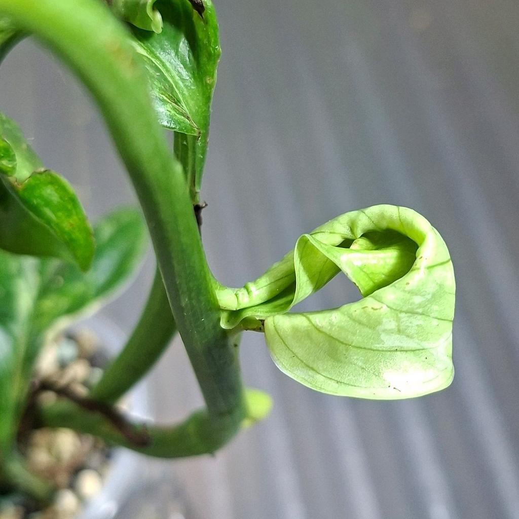 Monstera lechleriana variagata plant, Huis en Inrichting, Kamerplanten, Ophalen of Verzenden, Halfschaduw, Minder dan 100 cm