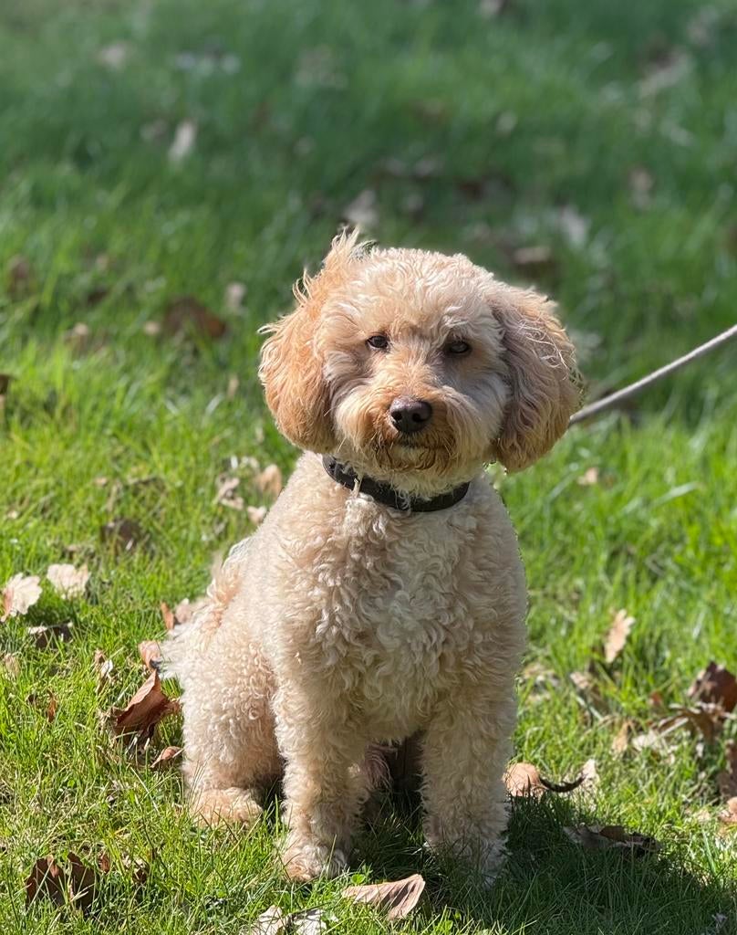 Dekreu Labradoodle mini (volledig getest), Dieren en Toebehoren, Honden | Dekreuen, Parvo, Reu, Eén hond, 3 tot 5 jaar
