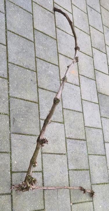 Druiventak / Wijnrank - mooi voor decoratie, Tuin en Terras, Planten | Tuinplanten, Vaste plant, Fruitplanten, Volle zon, Lente